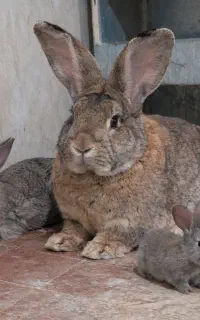 خرگوش جاینت اصلی