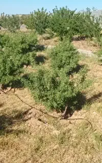 فروش باغ سیاسرد زیر سالمندان پشت آبرسانی