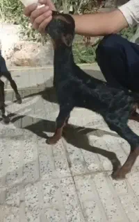 ۳تاکهره شیری ماده.دوقلوهستن دونه ای ۳۹۰۰ مقطوع