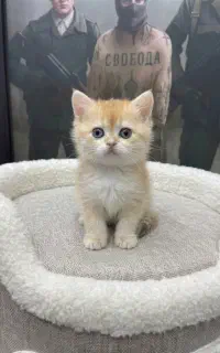 جشنواره رنگدونه