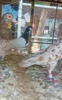 کبوتر