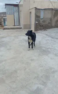 سگ قدیرجانی