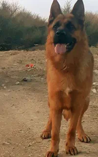 سگ ژرمن‌گمشده