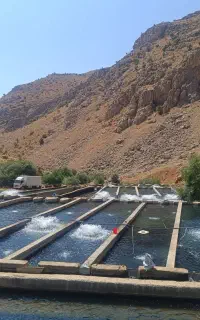 ماهی قزل الا