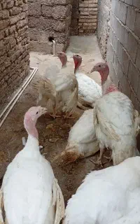 بوقلمون