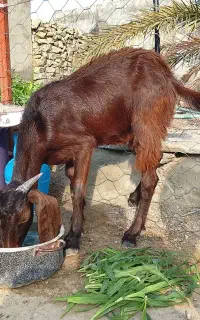 بز  جلو در خونه بوده کلا