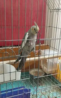 عروس هلندی گمشده