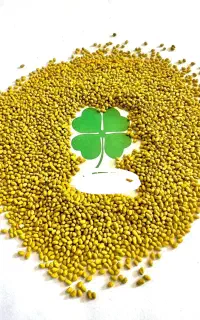 بذر یونجه پرمحصول