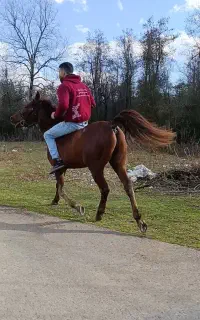 نریان محلی کرد