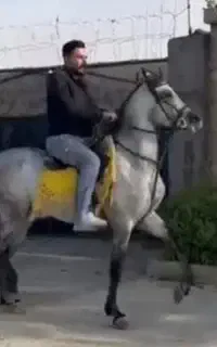 عرب ۱ سر با مدارک