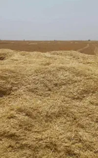 کاه گندم