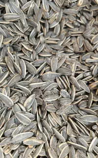 تخمه لوکس درجه یک