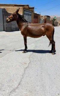 فروش قاطر 140سانت