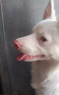 .سگ