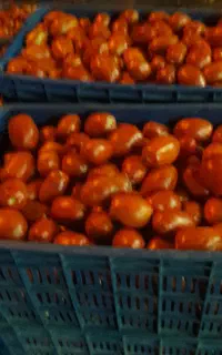 گوجه فرنگی درجه یک