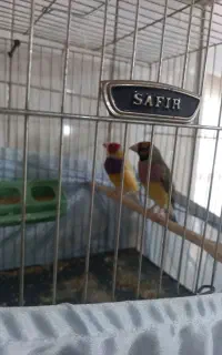 فنچ گلدین با قفس و وسیله