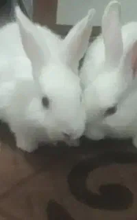 خرگوش