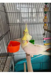 فروش عروس هلندی