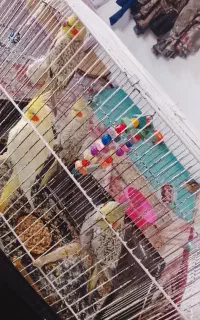 چهار تا جوجه عروس هلندی چهار ماهه