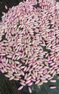 بذر گندم سرداری بوجاری و درمان شده