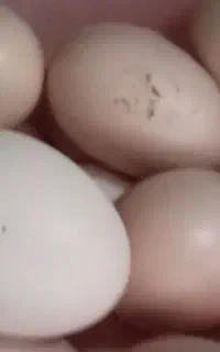 تخم مرغ لاری