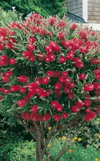 نگین سبز
