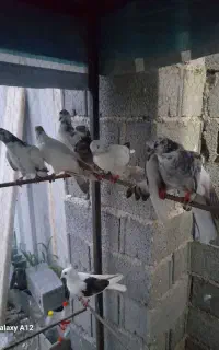 کبوتر جوجه آس