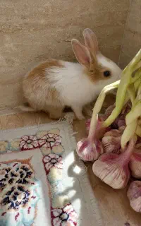 خرگوش مینیمال