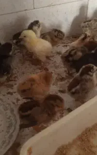جوجه