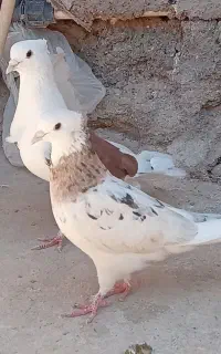هما سرورکاکلی زرد پشت دار شازده سبز