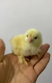 جوجه پاپری