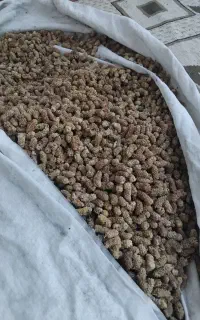 توت فروشی طرقبه قیمت ۱۲۰۰