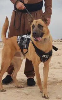 مالینویز