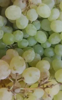 فروش،انگور ارگانیک بدون هورمون