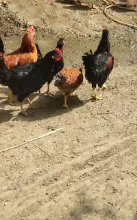 نیمچه خروس
