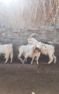سرایدار دامداری