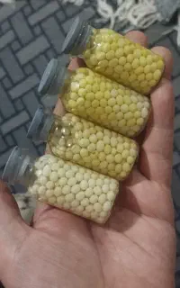 حلزون و خاویار حلزون