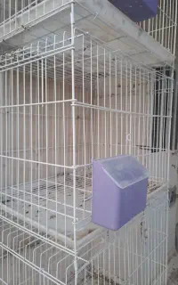 جفتکن کبوتر