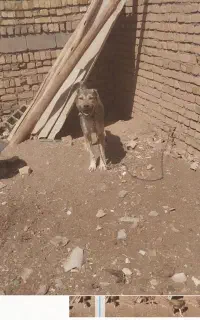 سگ نگهبان
