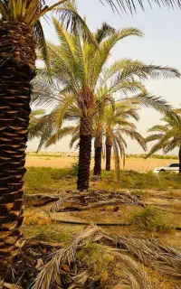 خدمات نخل وباغبانی