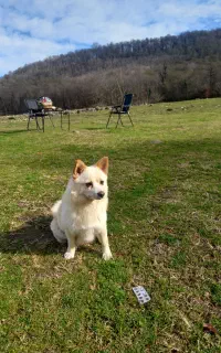 واگذاری سگ میکس پامر اشپیتز