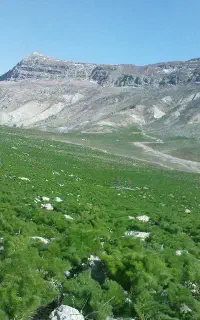 جاشیر برای دام