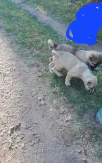 توله عراقی
