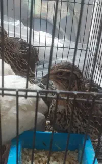 ۴ عدد بلدرچین ماده ی تخم گذار