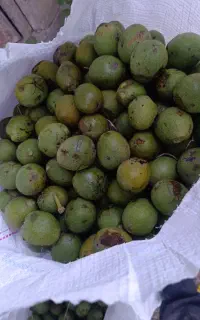 گردو