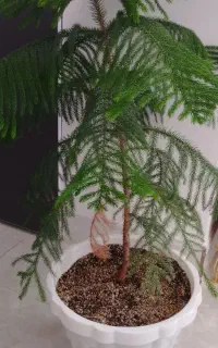 درختچه کاج مطبق