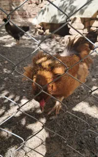 مرغ تخمگذار