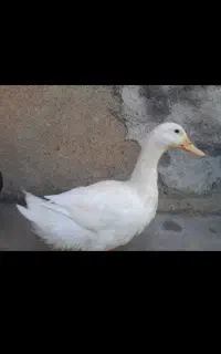 اردک‌