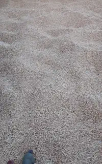گندم بذر
