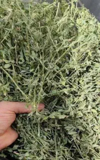 خرید و فروش یونجه با بهترین کیفیت